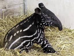 Five Week Old Malayan Tapir 3 Wild Animal Park Cute Animals Animals Wild