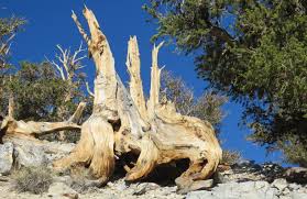 Image result for Homalium abdessammadii