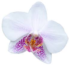 Flowers Transparent Flowers Beautiful Orchids