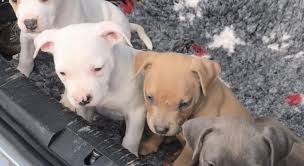 American bully in longford €1,200. Bully Puppies For Sale Wexford Xl Dogs For Sale Ireland