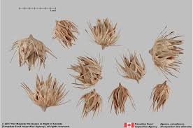 Image result for Cenchrus