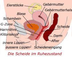 Viola an mitarbeiter:innen wendet, erhält künftig sofort hilfe: Die Vagina Scheide