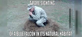 Their plumage may change dependent on environmental factors. 7 Signs You Re A Blue Falcon We Are The Mighty