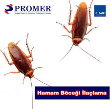 Hamam Bocegi Ilaclama Hama Bocek Uygulamalar