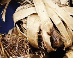 Les Bienfaits Et Vertus De L Huile Essentielle De Katrafay Contre Les Douleurs Et La Fatigue Huiles Essentielles Remedes Naturels Huile