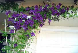 Native to (or naturalized in) oregon: Powojnik Clematis Polish Spirit Internetowy Sklep Ogrodniczy Podkarpackie Sady