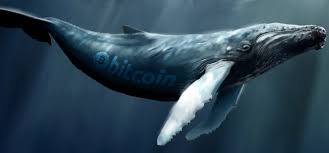 Vào thời điểm này, chủ sở hữu bitcoin sẽ nhận được một bch tiền thưởng cho mỗi btc họ đang nắm giữ. Theo Doi Ca Voi NgÆ°á»i Náº¯m Giá»¯ Bitcoin Cash Lá»›n Tich LÅ©y 1 Triá»‡u Bch Ká»ƒ Tá»« Thang 2 Trang Tin Tá»©c Bitcoin Tiá»n Ä'iá»‡n Tá»­