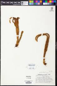 Image result for Huperzia gnidioides