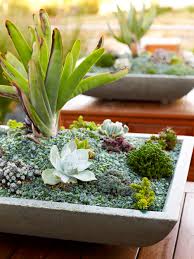 Did you know you can buy live plants on etsy if you don't have an amazing nursery locally like i do? Weekend Design A Beginner S Guide To Growing Succulents Indoors And Out Times Of San Diego
