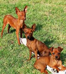 ultimate guide to caring for my miniature pinscher trudog