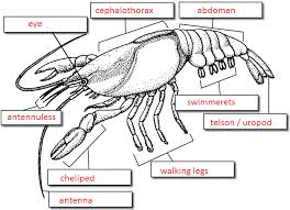 External Anatomy Of The Crayfish Q Worksheet W Answer Key