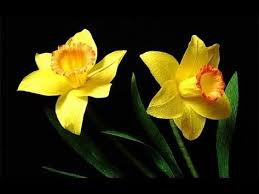 82 Abc Tv How To Make Daffodils Paper Flower From Crepe Paper Craft Tutorial Youtube Paper Flower Art How To Make Paper Flowers Crepe Paper Crafts
