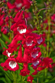 1.1 what shape & kind of flowers do hummingbirds like? Red Foxglove Flower Beautiful Flowers Flowers Love Flowers