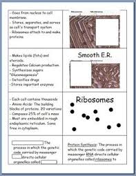 Cram.com makes it easy to get the grade you want! Cell Flashcards Flashcards Biology Units Cell Theory
