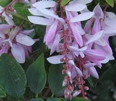 Image result for Indigofera dimidiata