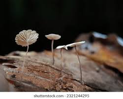Image result for Marasmius rotula