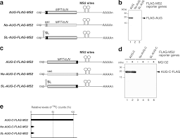 Check spelling or type a new query. Tethering Of Poly A Binding Protein Interferes With Non Translated Mrna Decay From The 5 End In Yeast Journal Of Biological Chemistry