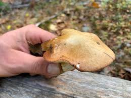 Image result for Boletus projectelloides