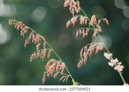 Image result for Neyraudia