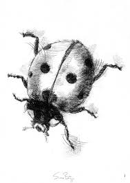 Black And White Ladybug Drawing Ladybird Paintings Art Prints Beetle Drawing Ladybird Drawing