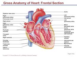 The most common arteries diagram material is paper. Pearson Education Heart Diagram Awesome Projects Anatomy Of The Heart Exercise 20 Manusia Kardiovaskular Anatomi