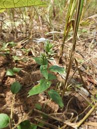 Image result for Hypoestes forskaolii