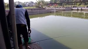 Kolam Pemancingan Ikan Mas Duta Cileungsi Youtube