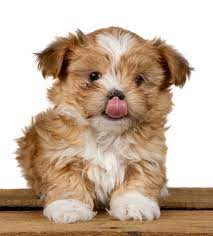 The cheapest offer starts at £100. Cute Shih Tzu Puppy Licking His Nose Stock Image Image Of Wood Cute 22983509