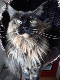 Pin On Maine Coon Info