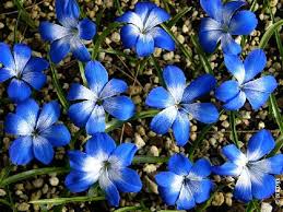 List of edible flowers with edible flowers list list of edible flowers in edible flowers list edible flowers can be the perfect accent to dinner, dessert and drinks! Pacific Bulb Society