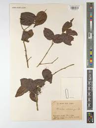 Image result for Warneckea sansibarica