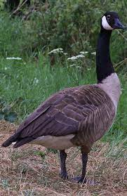 About Wild Animals Picture Of A Canada Goose Geese Photography Animals Wild Canada Goose