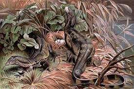 The monitor lizard's venom contains crotamine chemical which prevents clotting of blood. Asian Water Monitor Wikipedia
