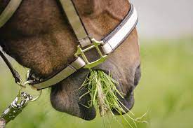 The Basics Of Nutrition And Grass Feeding For Horses