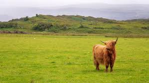 Ardnamurchan Alle Sehenswurdigkeiten Infos Und Anreise Schottland In 2020 Schottland Highlands Wilder Westen