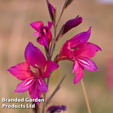Image result for Gladiolus bellus
