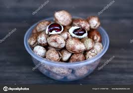 Image result for Vigna subterranea