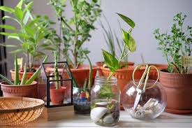 Tak hanya tanaman hias, kembang sepatu rupanya memiliki kegunaan lain yang tak terduga. Diy Tanaman Hias Indoor Dalam Air Mudah Dan Menyehatkan