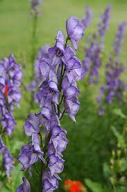 Common Monkshood Aconitum Napellus In Denver Centennial Littleton Aurora Parker Colorado Co At Tagawa Gardens