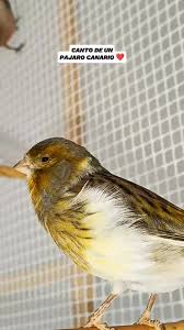 CANTO DE UN PAJARO CANARIO ❤️ , #dinothecanarybird #fypシ゚viralシ  #pajarocanario #birdwatching #birdlife #pajaros #animallover #birdlovers  #petlovers #birds #pets #reelsviralシ #reelsfypシ @highlight Elma ...