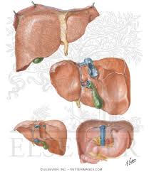 It appears reddish brown in appearance because of the immense amount of blood the liver is located in the upper right quadrant of the abdominal cavity, right below the diaphragm. Surfaces And Bed Of Liver