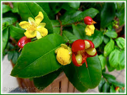 Image result for Ochna kirkii