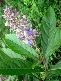 Image result for Rotheca