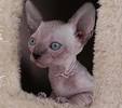 Available Sphynx Kittens – Hairless Sphynx Kittens For Sale