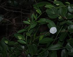 Image result for Aniseia martinicensis