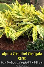 As with many ornamental ginger plants, this species requires a lot of sun with partial shade. How To Grow Alpinia Zerumbet Variegata Shell Ginger Ginger Plants Ginger Plant