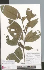 Image result for Tabernaemontana penduliflora