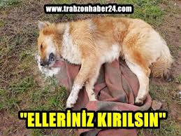 Trabzon Un Akcaabat Ilcesinde Vahset