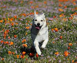 Maybe you would like to learn more about one of these? Puppy Training Phoenix