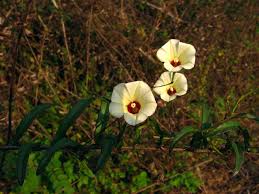 Image result for Xenostegia tridentata
